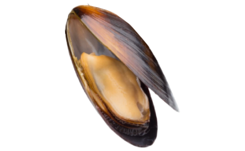 Mejillón abierto mostrando su carne jugosa y color crema, sobre fondo blanco. Ideal para recetas de mariscos y platos gourmet.